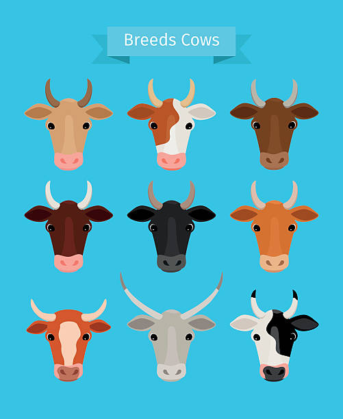 Cow heads vector set Cow heads vector set. Brown and black cow, red and white cows breeds ayrshire cattle stock illustrations