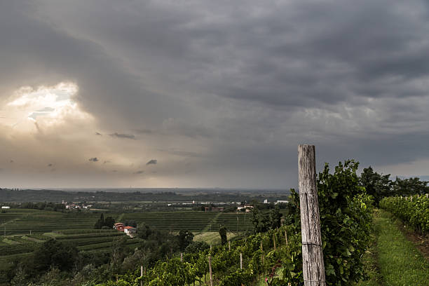 istock grapevine field in the italian countryside 544574218