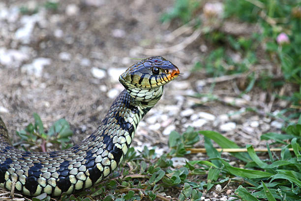 istock grass snake natrix or water or ringed snake 544574258