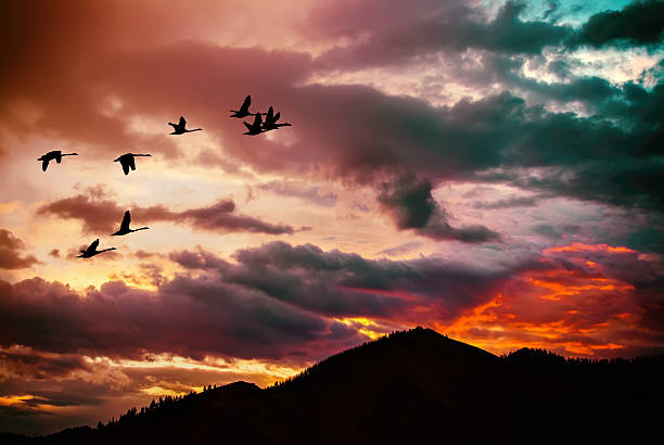 istock Landscape during purple sunset with flying birds 544574714