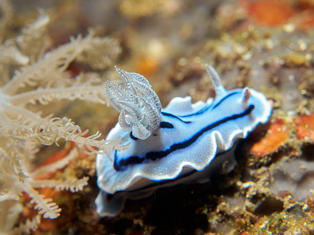 istock nudibranch at underwater, philippines 544575118