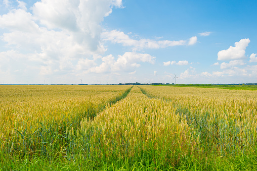 Field with grain in summer