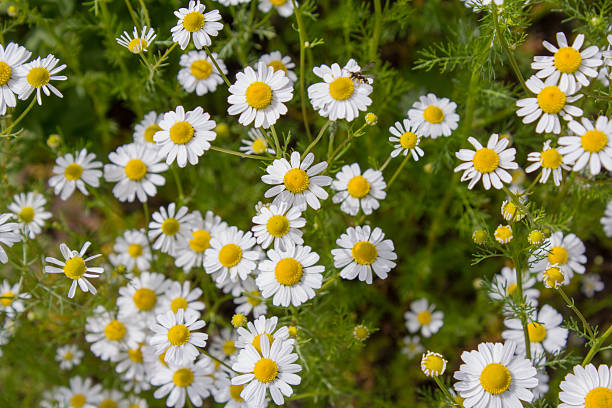 chamomila de t�é alemán (chamomilla recutita) flores en el prado - german chamomile drink chamomile plant chamomile fotografías e imágenes de stock