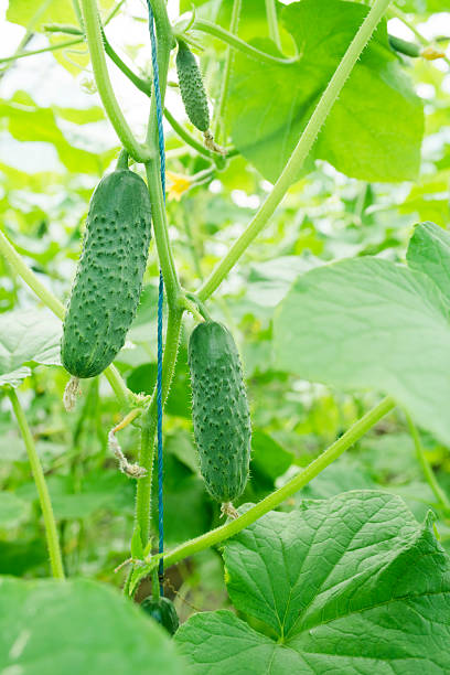 istock Plantation of young fresh cucumbers. 544576342