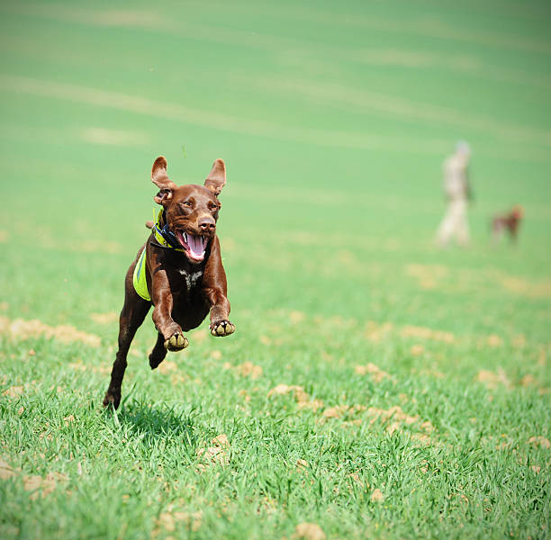 Running german pointer on hunt stock photo