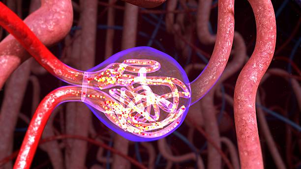 Nephrons Nephron, functional unit of the kidney, the structure that actually produces urine in the process of removing waste and excess substances from the blood. arterioles photos stock pictures, royalty-free photos & images