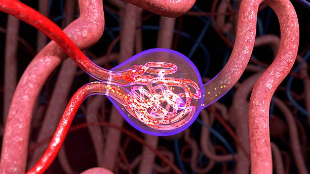 nephrons - human cardiovascular system fotos - fotografias e filmes do acervo