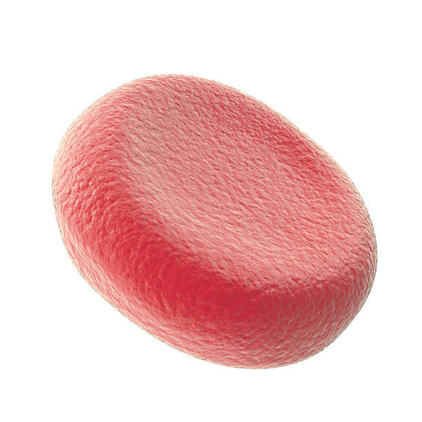 istock Single red blood cell isolated on white background. 3d illustration 544581254