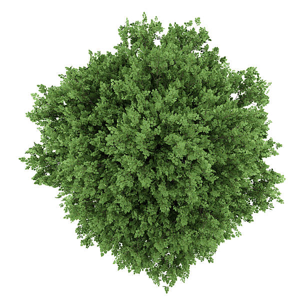 istock top view of large-leaved lime tree isolated on white background 544581446