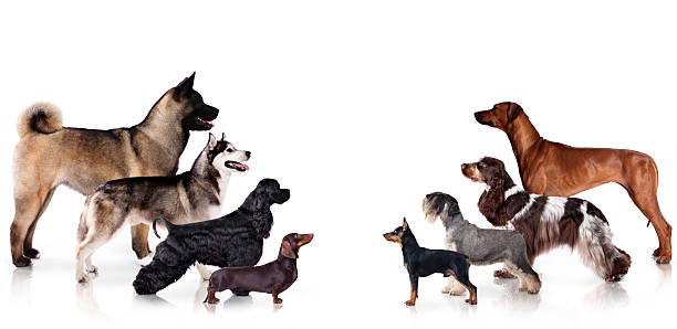 istock Group of dogs 544581634