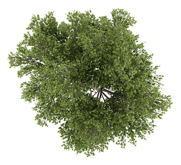istock top view of austrian oak tree isolated on white background 544581756