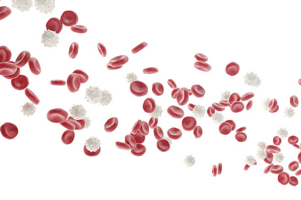 Red and white blood cells isolated on  background. Medical concept stock photo