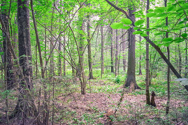 istock Thicket of the forest in Russia 544582524