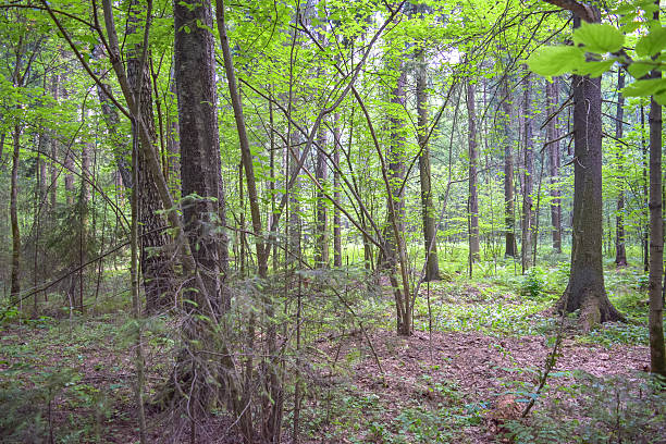 istock Thicket of the forest in Russia 544582716
