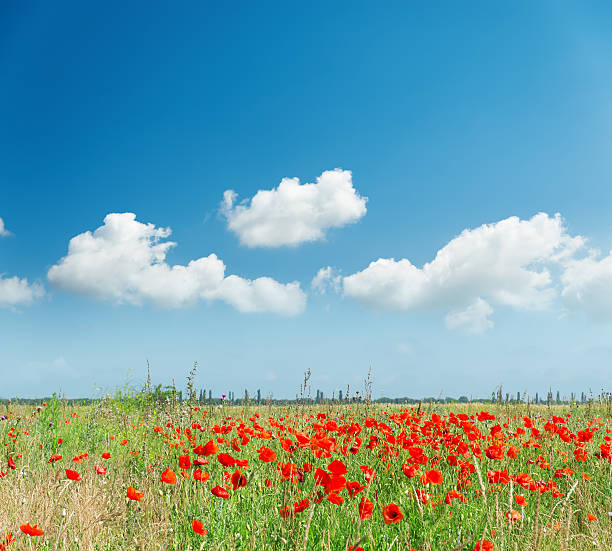 istock red poppies on field and white clouds in blue sky 544582756
