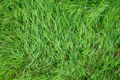 Long grass swept by the wind