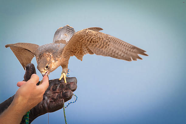 istock Peregrine Falcon, bedouin settlement, UAE 544583116