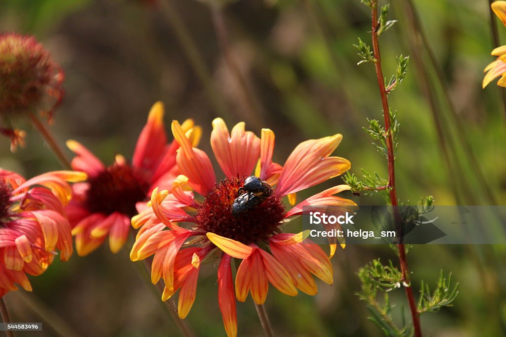 Flower , gaillardia and bee Summer flowers , gaillardia , and bee in the garden Agricultural Field Stock Photo