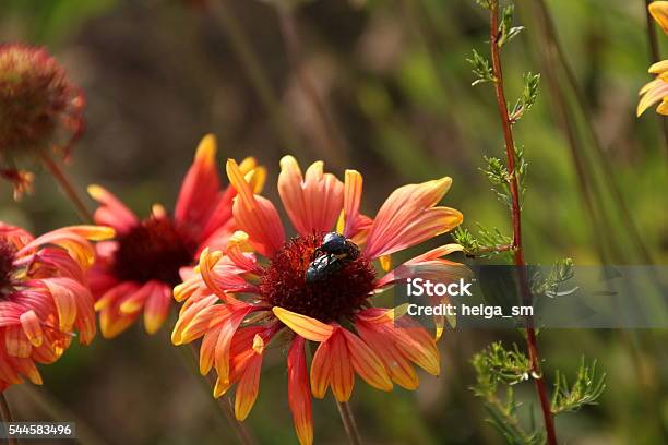Flower Gaillardia And Bee Stock Photo - Download Image Now - Agricultural Field, Animal, Beauty In Nature
