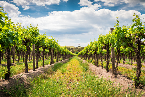Grape vines in Barossa Valley, South Australia.