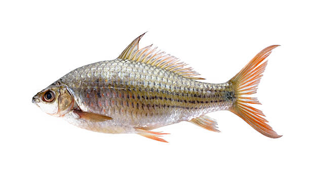 uncooked Labiobarbus siamensis fish on white background uncooked Labiobarbus siamensis fish on white background siamensis stock pictures, royalty-free photos & images