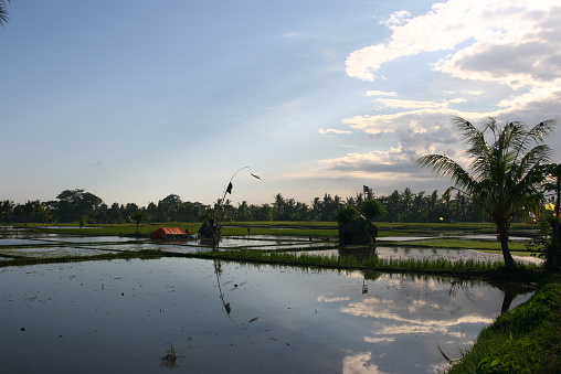 Rice field Paddy in Bali Island, Indonesia