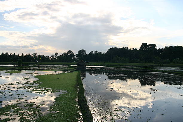 Rice field Paddy in Bali Island, Indonesia