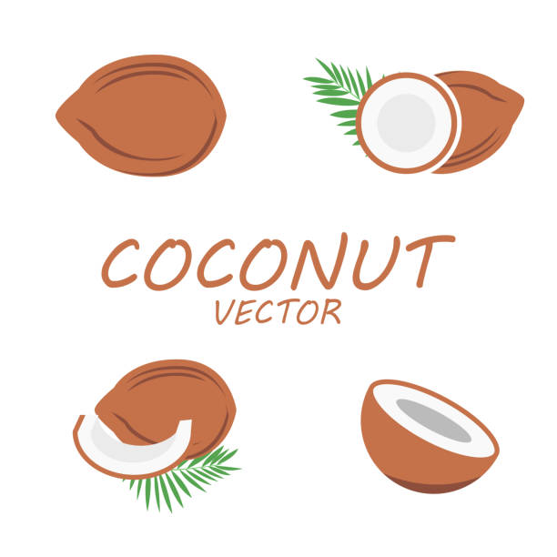 illustrations, cliparts, dessins animés et icônes de vecteur ensemble d'icônes à la noix de coco - cocotier