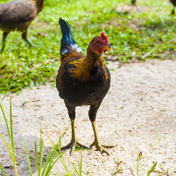 istock Jungle fowl in National park. 544586396