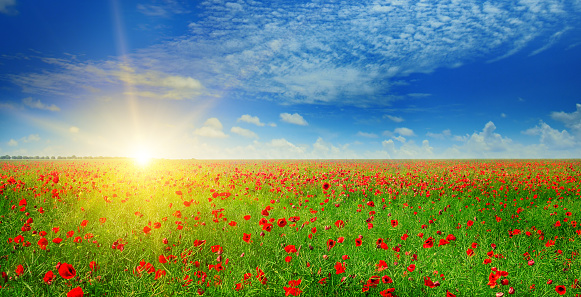 A field of poppies in the Danish countryside at sunset.