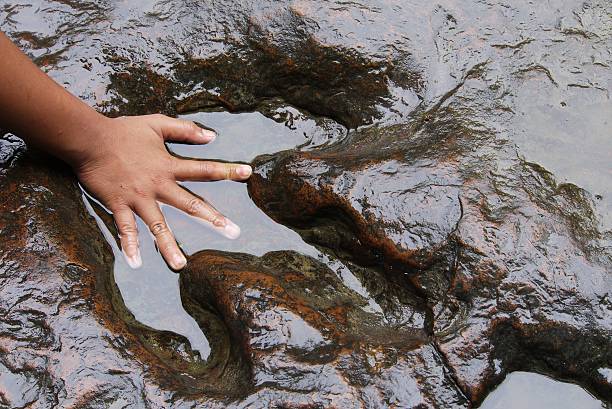 hand and dinosaur footprint . hand and dinosaur footprint . dead animal photos stock pictures, royalty-free photos & images