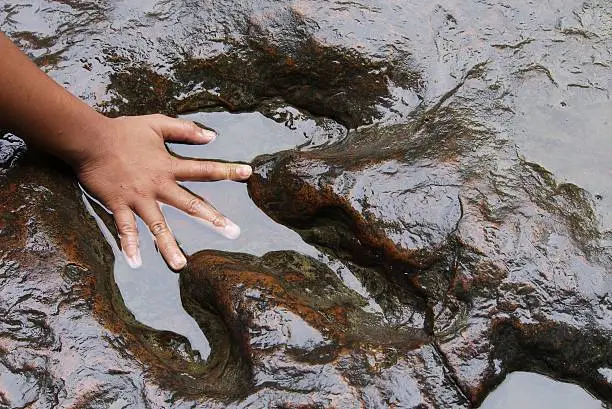 hand and dinosaur footprint .