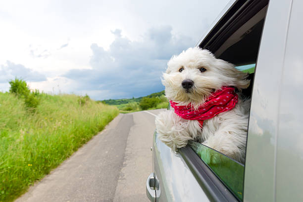 Dog enjoying a ride with the car stock photo