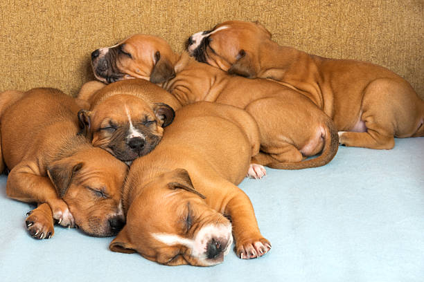 Picture of  Cute amstaff puppy. One month old
