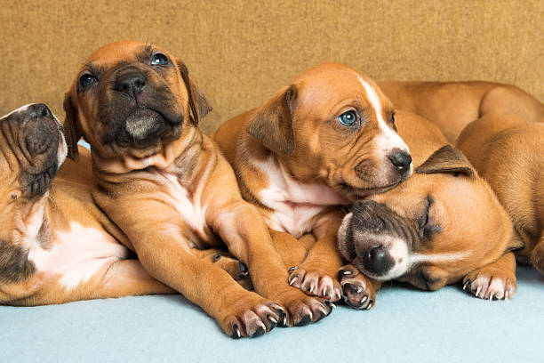 istock Cute amstaff puppy 544588330