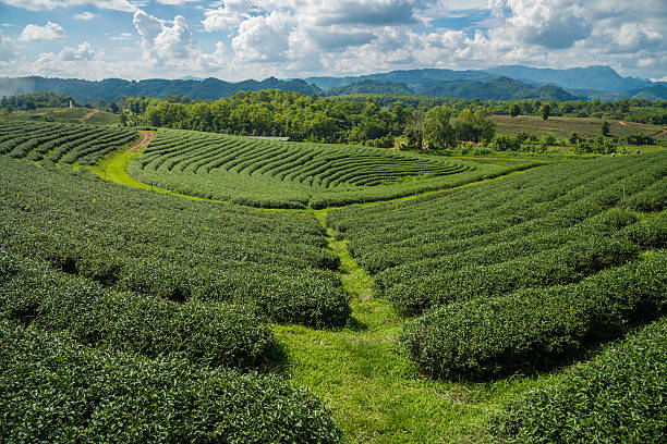 istock Tea plantation in Chiangrai, Thailand. 544588340