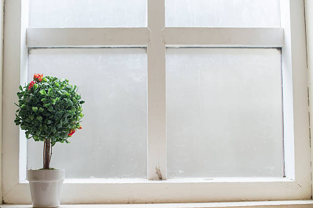 istock plants on the window sill at the window 544588362
