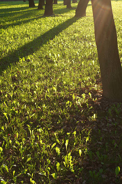 輝くグリーン - grass area flash ストックフォトと画像
