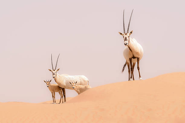 Oryx family, Dubai Desert Conservation Reserve, UAE Oryx family (adult couple + two calves) roam and run over the dunes of the Dubai Desert Conservation Reserve. This nature reserve will extend into Saudi Arabia and Oman but for now it is a 225 Km2 area within the borders of the Dubai Emirate and it has a fascinating desert fauna populations, including Oryxes, gazelles, wild dogs, caracals and wild cats. bedouin photos stock pictures, royalty-free photos & images