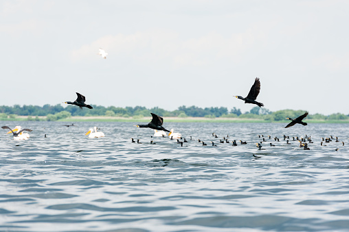 Pelicans and cormorants flocks flying in the Danube Delta, Romania