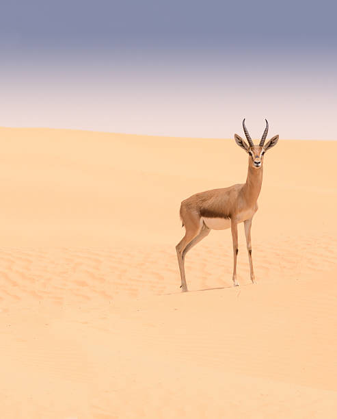 arabian gazelle, dubai desert conservation reserve, vae - desert animals stock-fotos und bilder