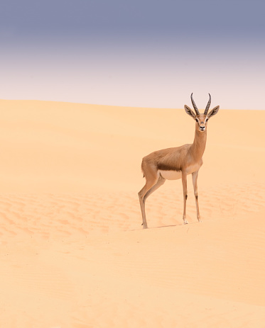 Gacela árabe, Reserva de Conservación del Desierto de Dubai, Emiratos Árabes Unidos photo