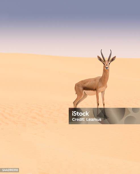 Arabian Gazelle Dubai Desert Conservation Reserve Uae Stock Photo -  Download Image Now - iStock