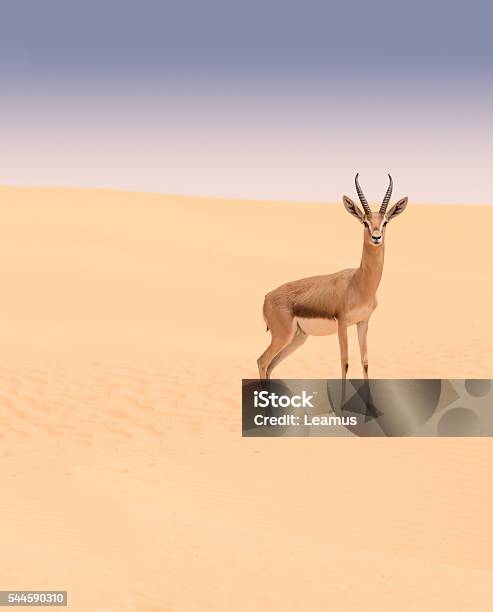 Arabian Gazelle Dubai Desert Conservation Reserve Uae Stock Photo - Download Image Now - iStock Arabian Gazelle Dubai Desert Conservation Reserve Uae Stock Photo - Download Image Now - iStock