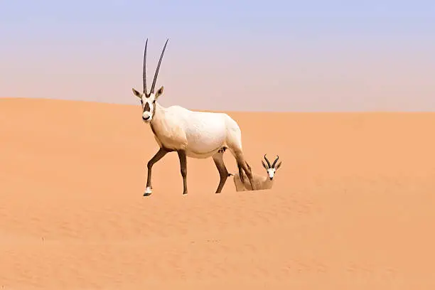 Photo of Oryx family, Dubai Desert Conservation Reserve, UAE