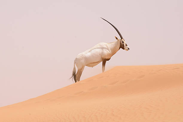 istock Oryx family, Dubai Desert Conservation Reserve, UAE 544590404