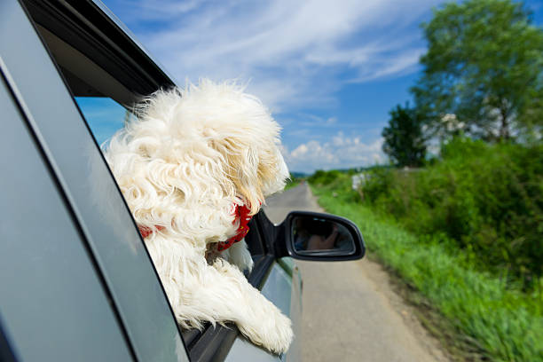 istock Bichon Frise Looking out of car window 544591084