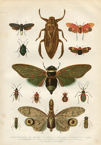 Steel engraving of different insects