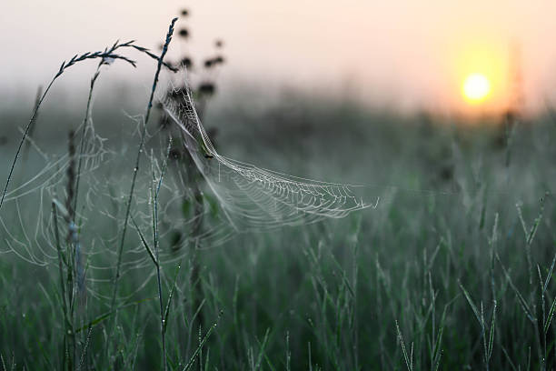 istock dawn on the field in the morning 544593894