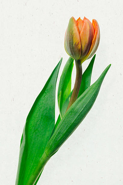 tulipe rouge unique abattue sur table légère contre du papier fait à la main. - handmade paper flower single flower rose photos et images de collection